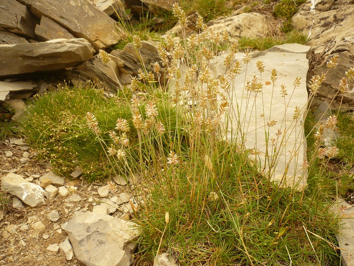 Oreochloa disticha subsp. blanka (Poaceae)